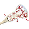 Custom Strung Gait Apex Complete Women's Lacrosse Stick with Armor Mesh Valkyrie Pocket White/Red